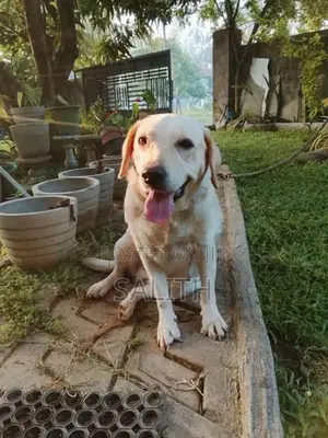 Labrador Female