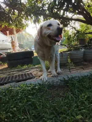 Labrador Female