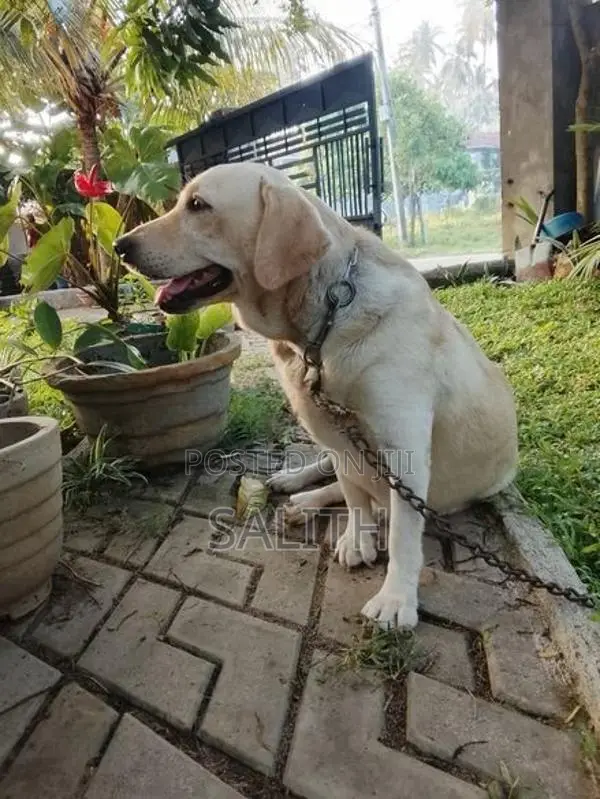 Labrador Female