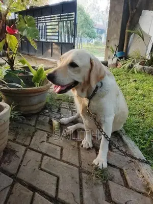 Labrador Female