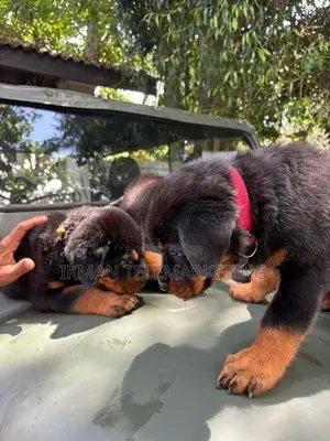 Rottweiler Puppies