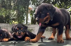 Rottweiler Puppies