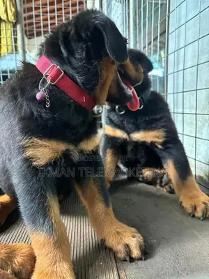 Rottweiler Puppies