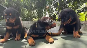 Rottweiler Puppies