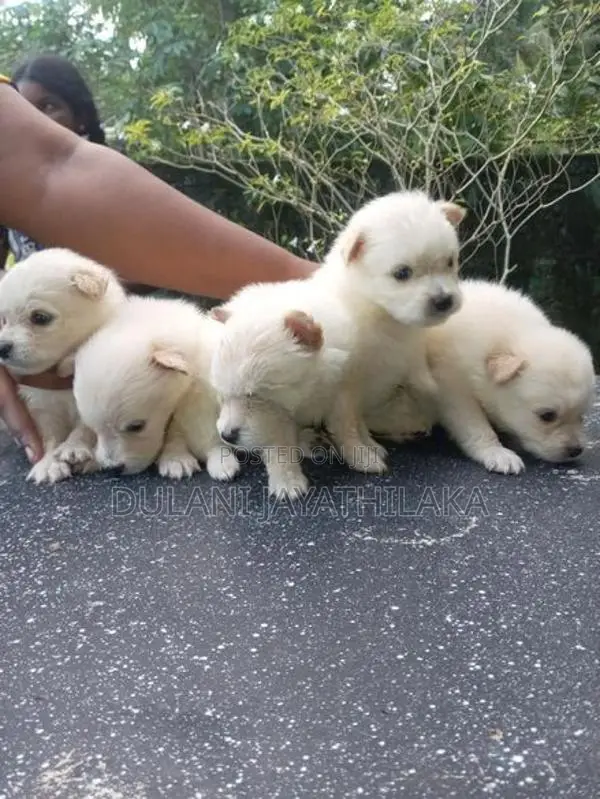 Pomeranian Puppy