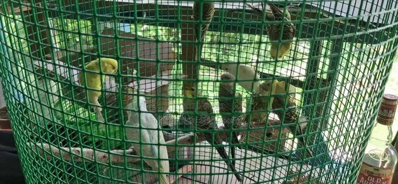 ලව්බර්ඩ්