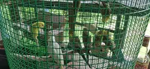 ලව්බර්ඩ්
