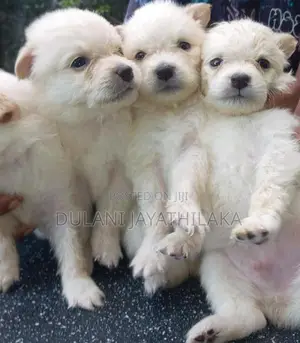Pomeranian Puppy