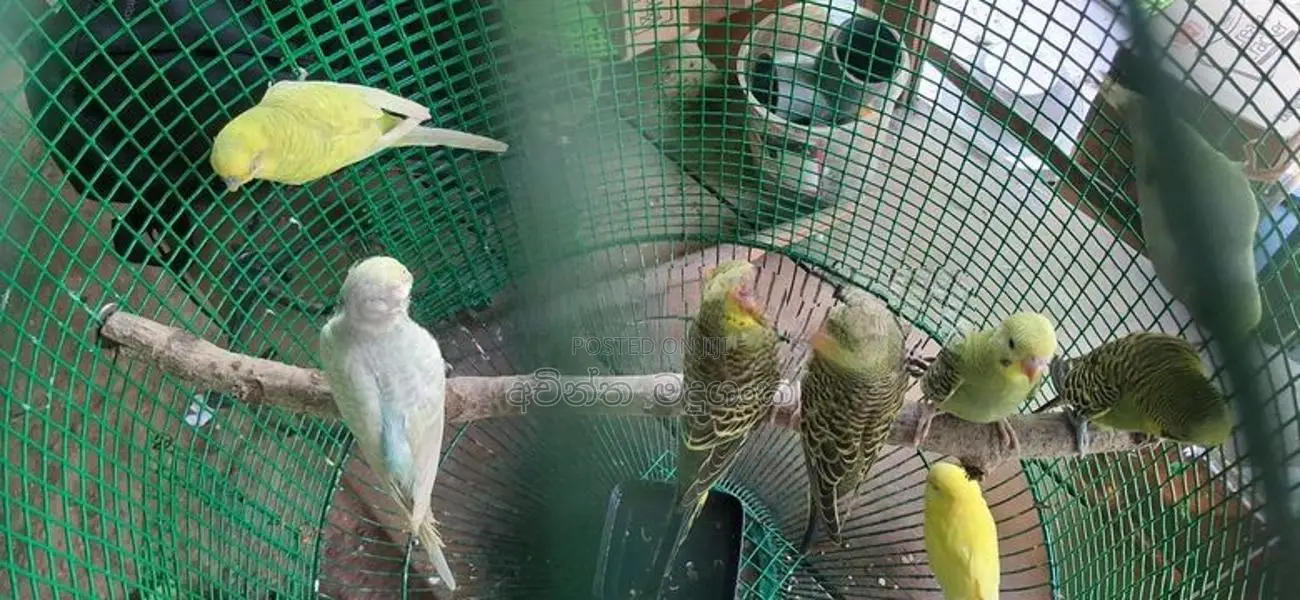 ලව්බර්ඩ්
