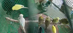 ලව්බර්ඩ්