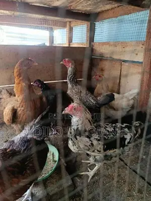 நாட்டுக்கோழி பேடு