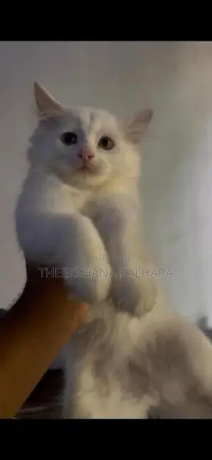Persian Cat