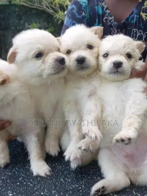 Pomeranian Puppy