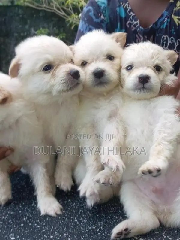 Pomeranian Puppy