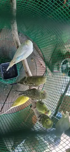 ලව්බර්ඩ්