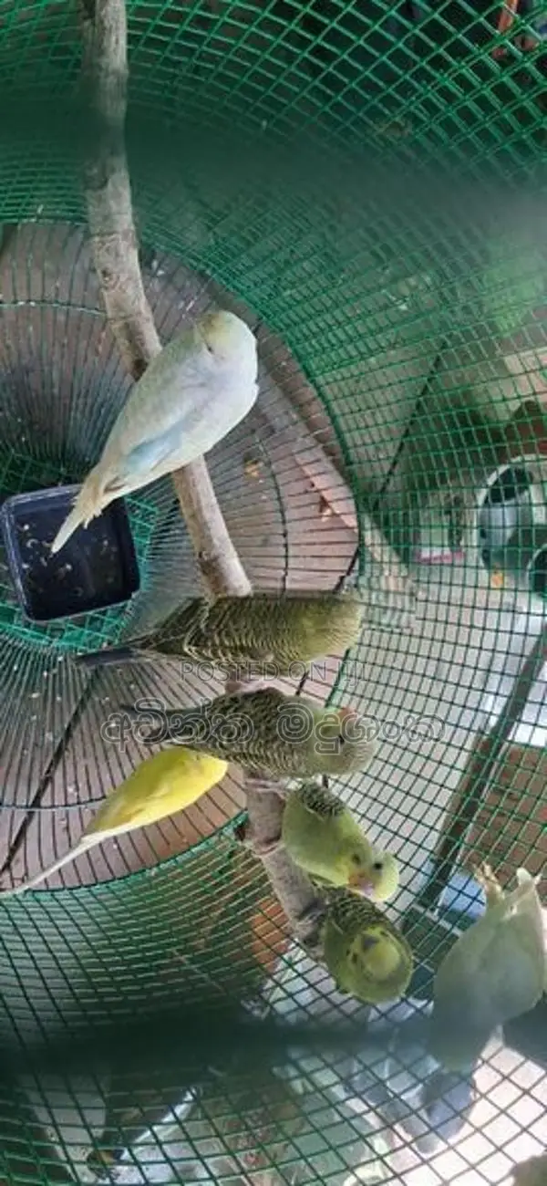 ලව්බර්ඩ්