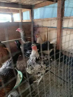 நாட்டுக்கோழி பேடு