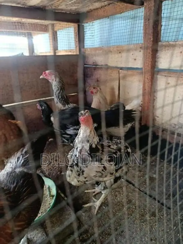 நாட்டுக்கோழி பேடு