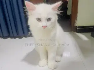 Persian Cat