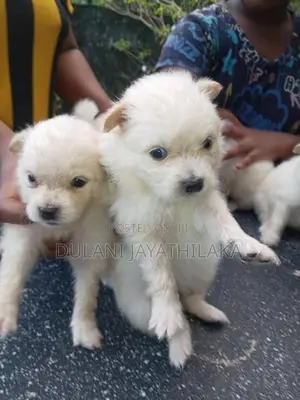 Pomeranian Puppy