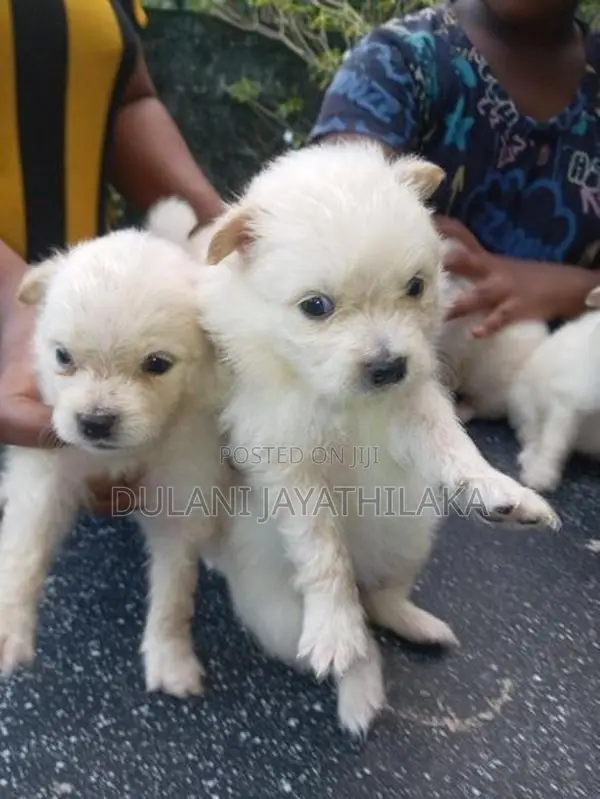 Pomeranian Puppy