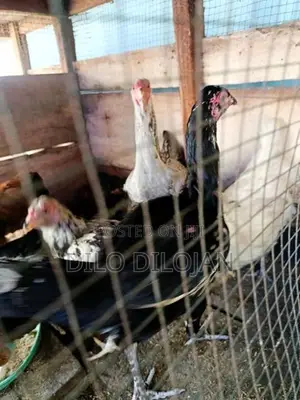 நாட்டுக்கோழி பேடு