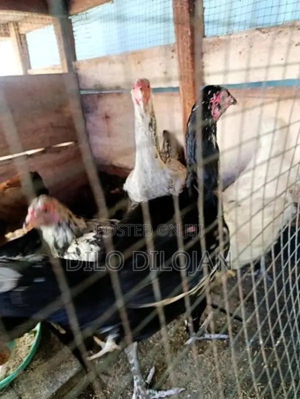 நாட்டுக்கோழி பேடு