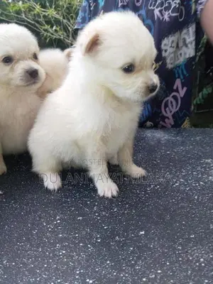 Pomeranian Puppy