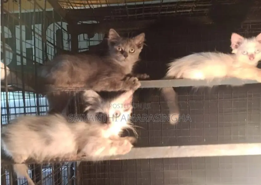 persian cats