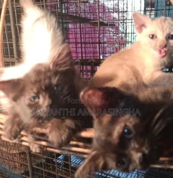 persian cats