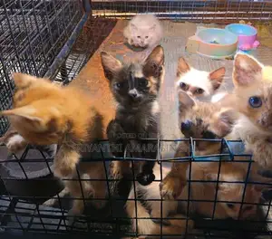 persian cats