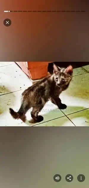 persian cats