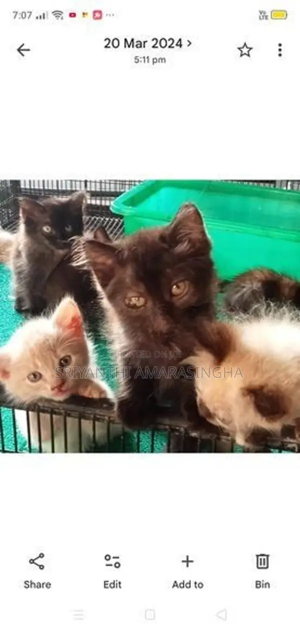 persian cats