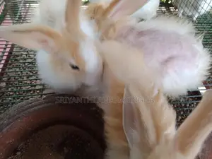 Angora rabbits
