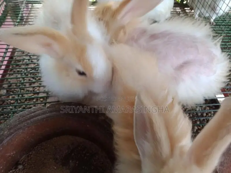 Angora rabbits