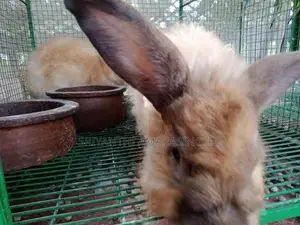 Angora rabbits