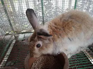 Angora rabbits