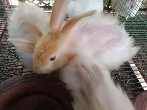 Angora rabbits
