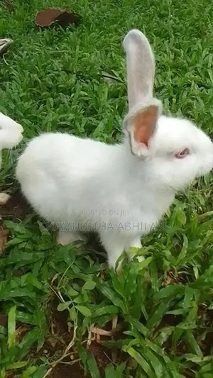 හාවියන්