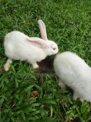 හාවියන්