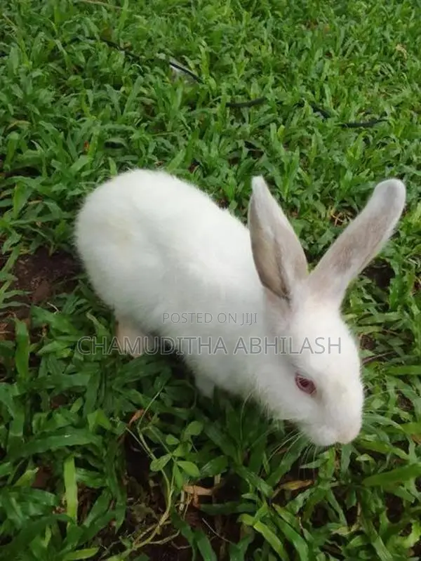 හාවියන්