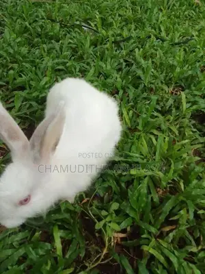 හාවියන්
