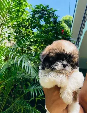 Shih Tzu Puppies