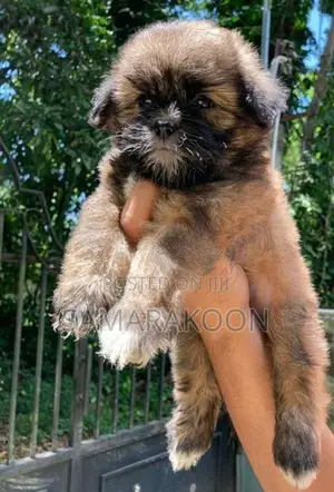 Shih Tzu Puppies