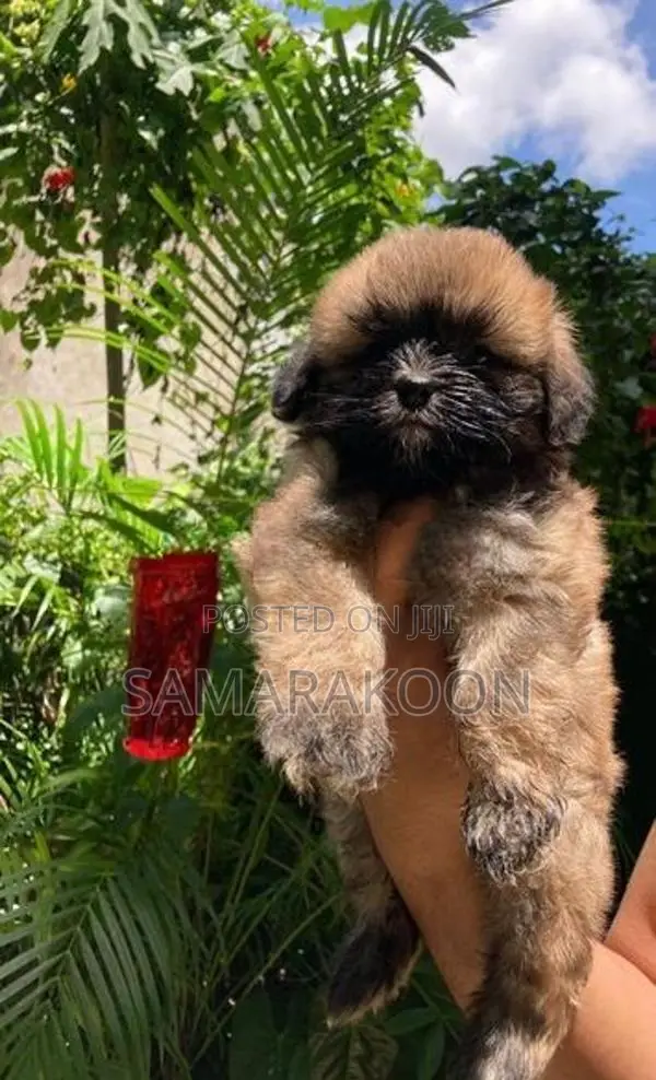 Shih Tzu Puppies