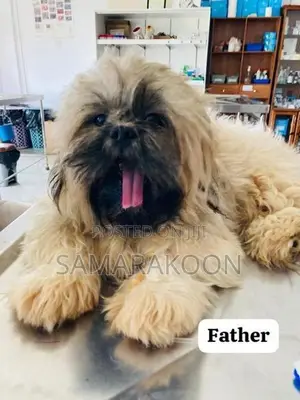 Shih Tzu Puppies