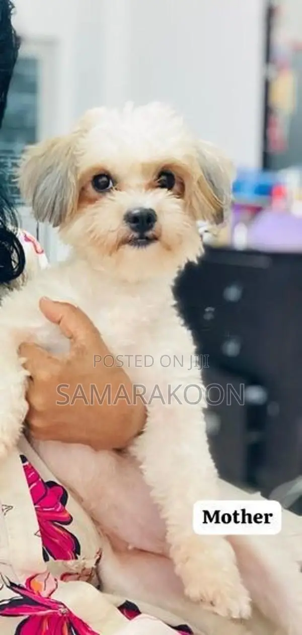 Shih Tzu Puppies