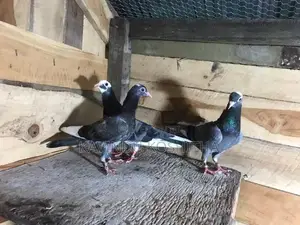 pigeon