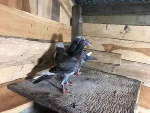 pigeon