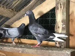 pigeon